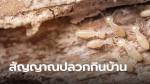 5 สัญญาณเตือนปลวกร้าย ภัยเงียบในบ้านคุณ